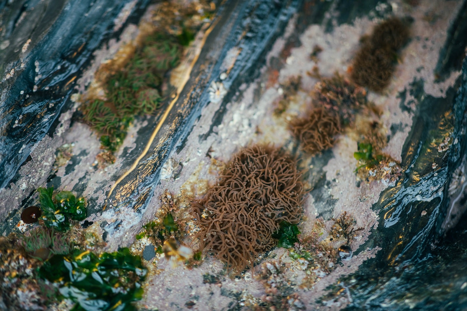 Rock Pooling