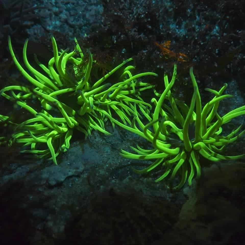 Anemone at night