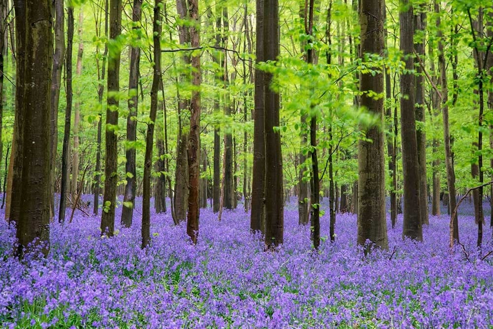 A forest with purple flowers.