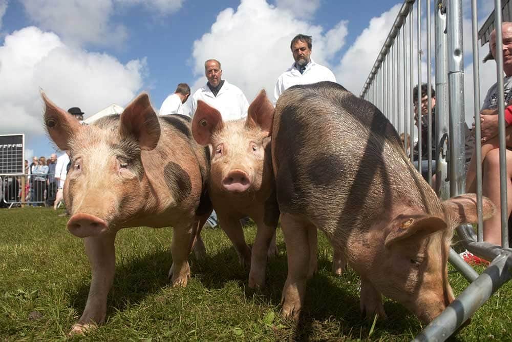 A group of pigs in a field. 