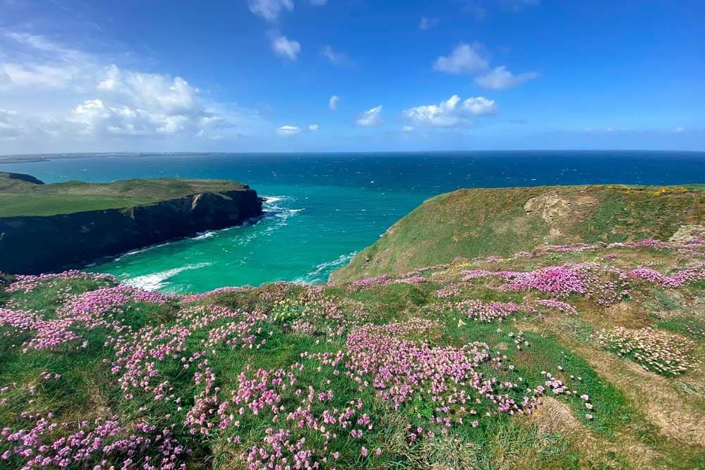 Flower covered hills overlooking the sea.