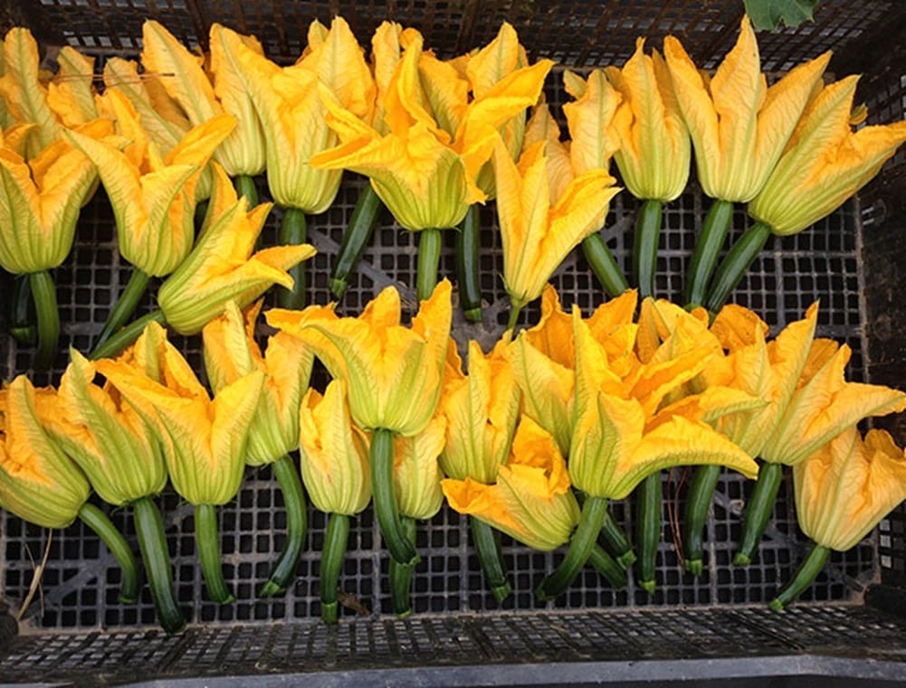 A collection of yellow flowers.