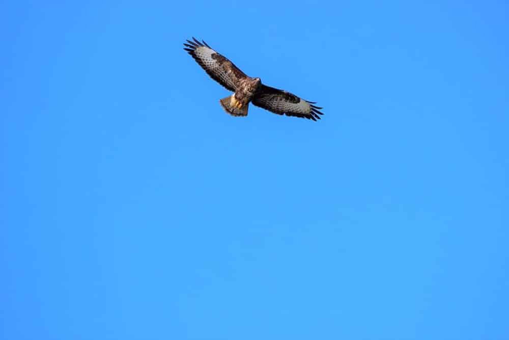 buzzard