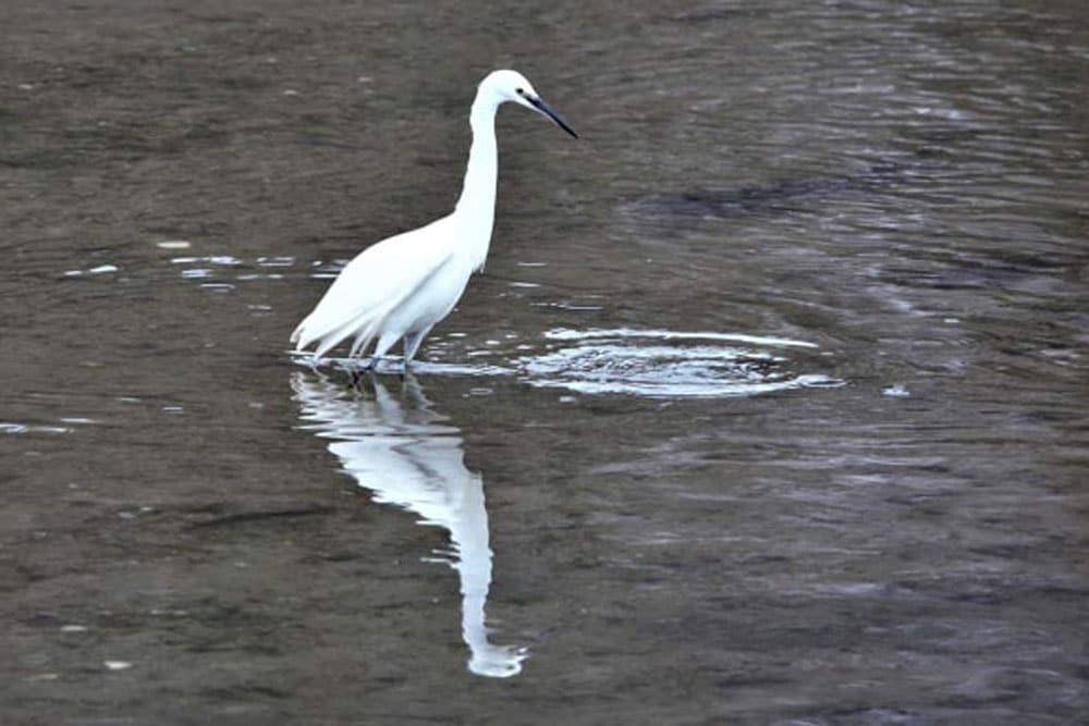 Egret