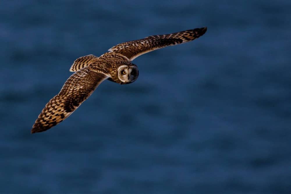 owl pentire headland