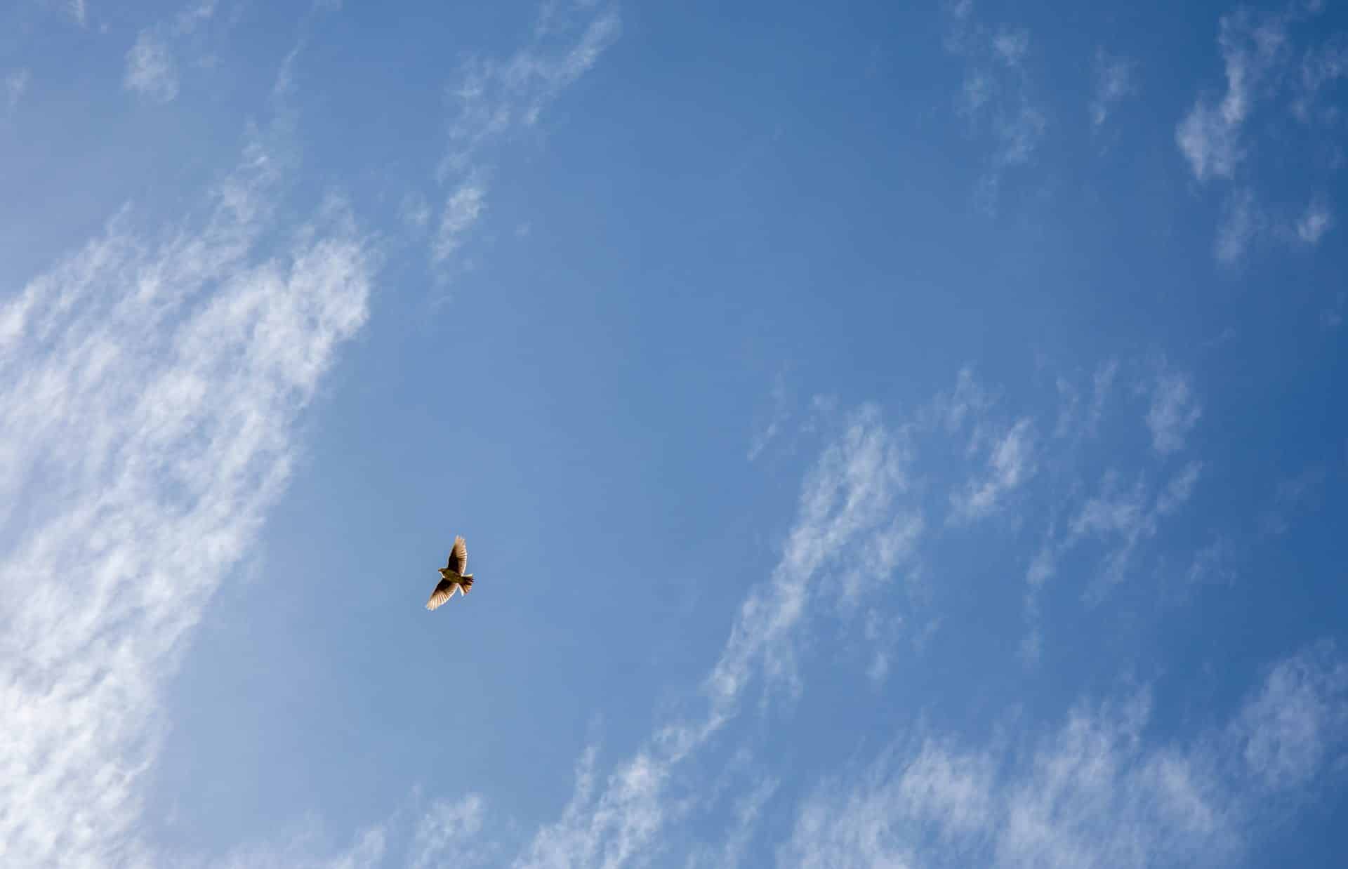 Skylark flying in Cornwall