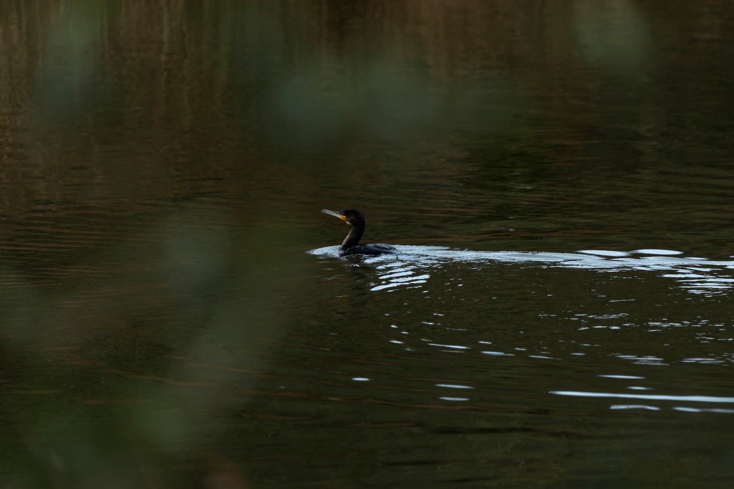 Cormorant bird in the water