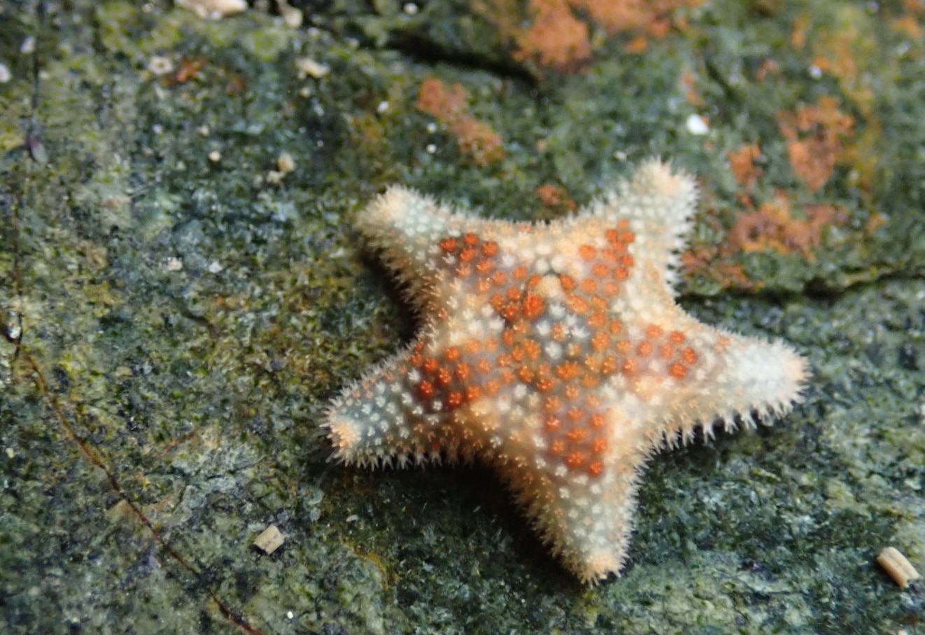 Starfish in a rockpool