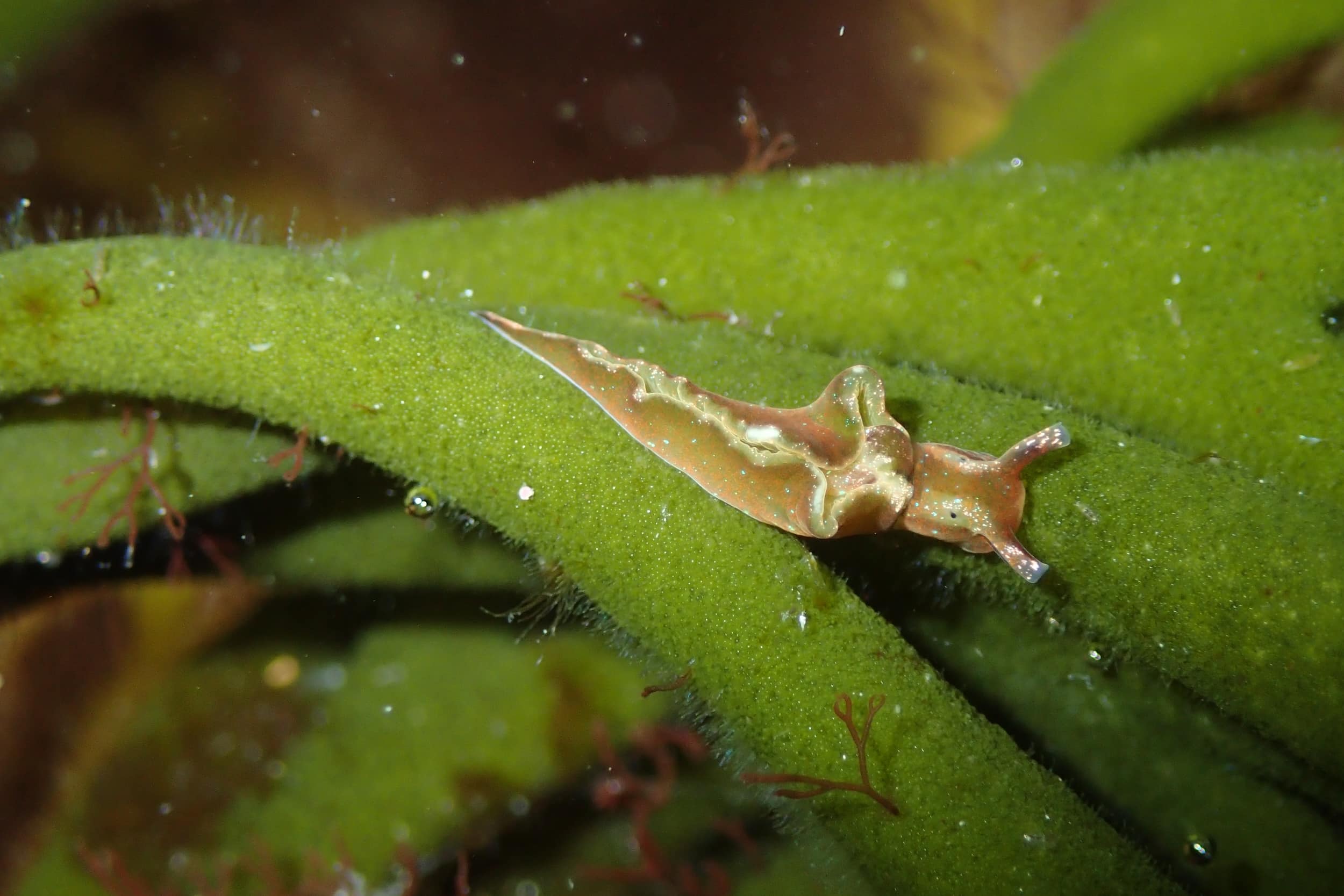 Sea slug in a rockpool