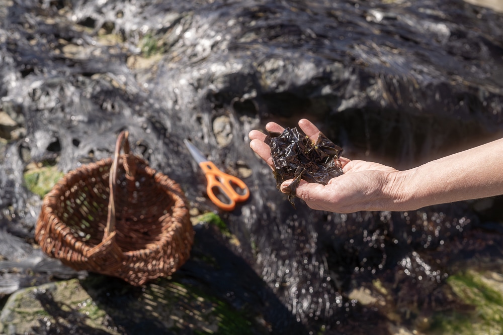 Foraging in Perranuthnoe