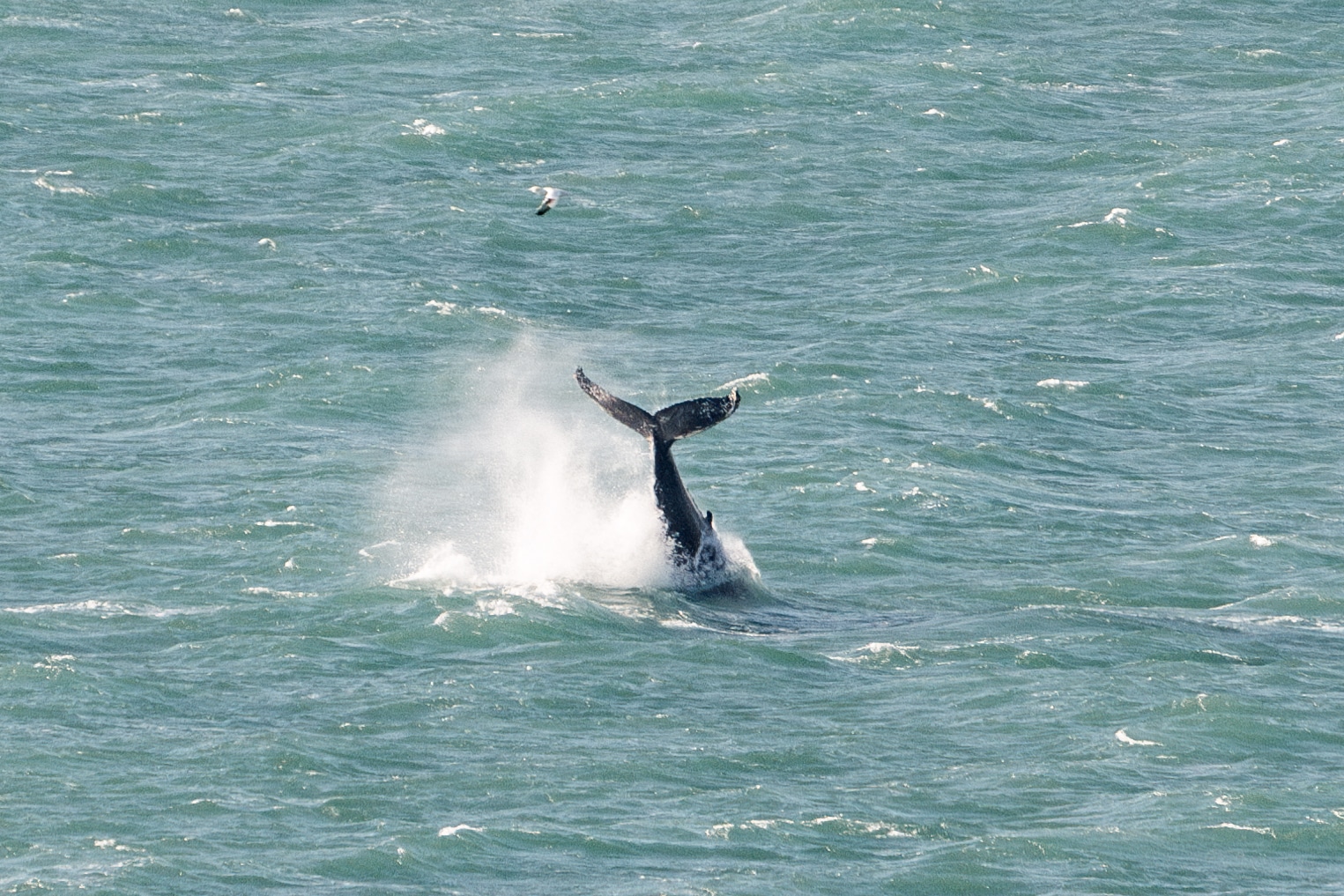 Humpback Whale Newquay 2
