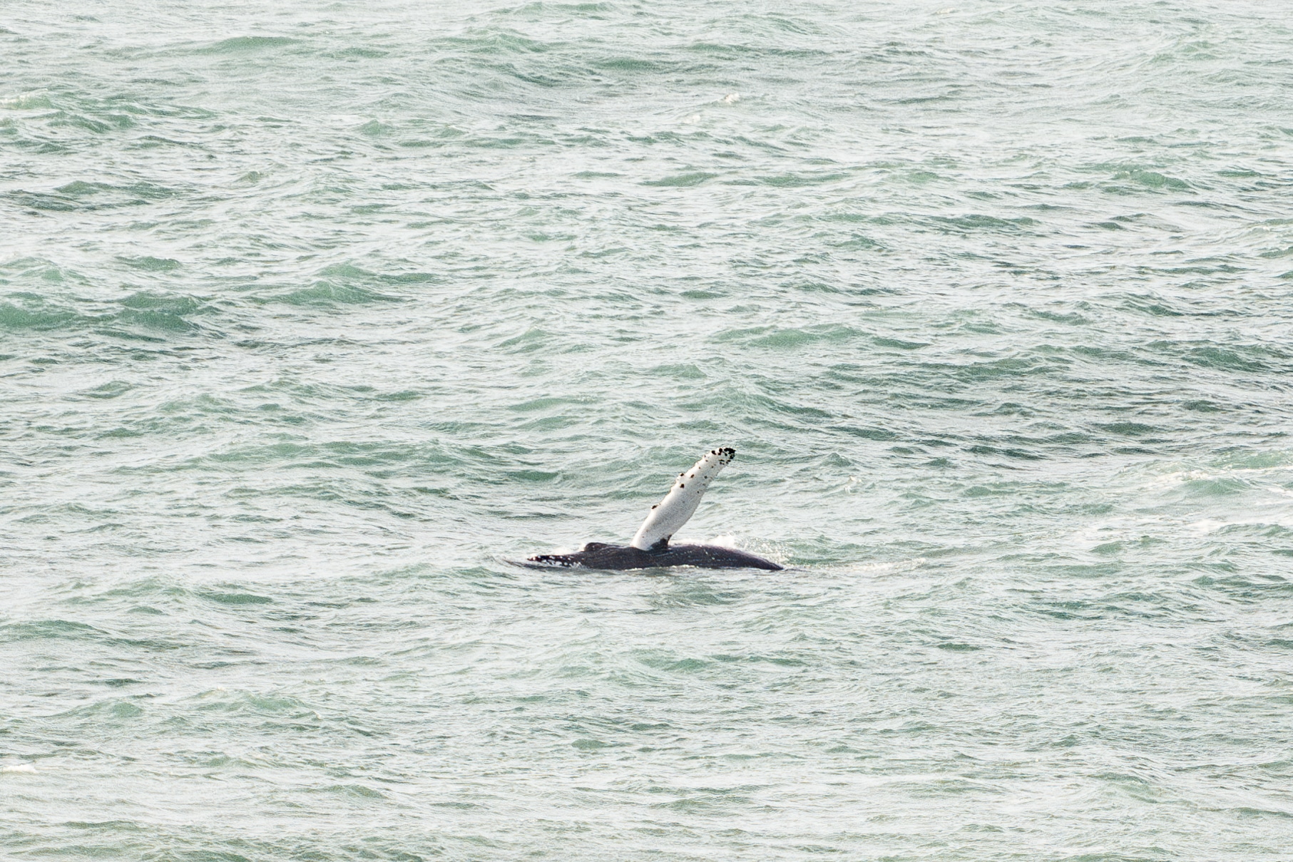 Humpback Whale Newquay