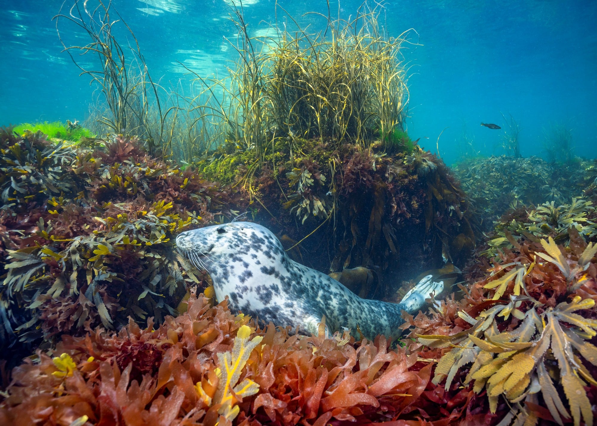 Seal