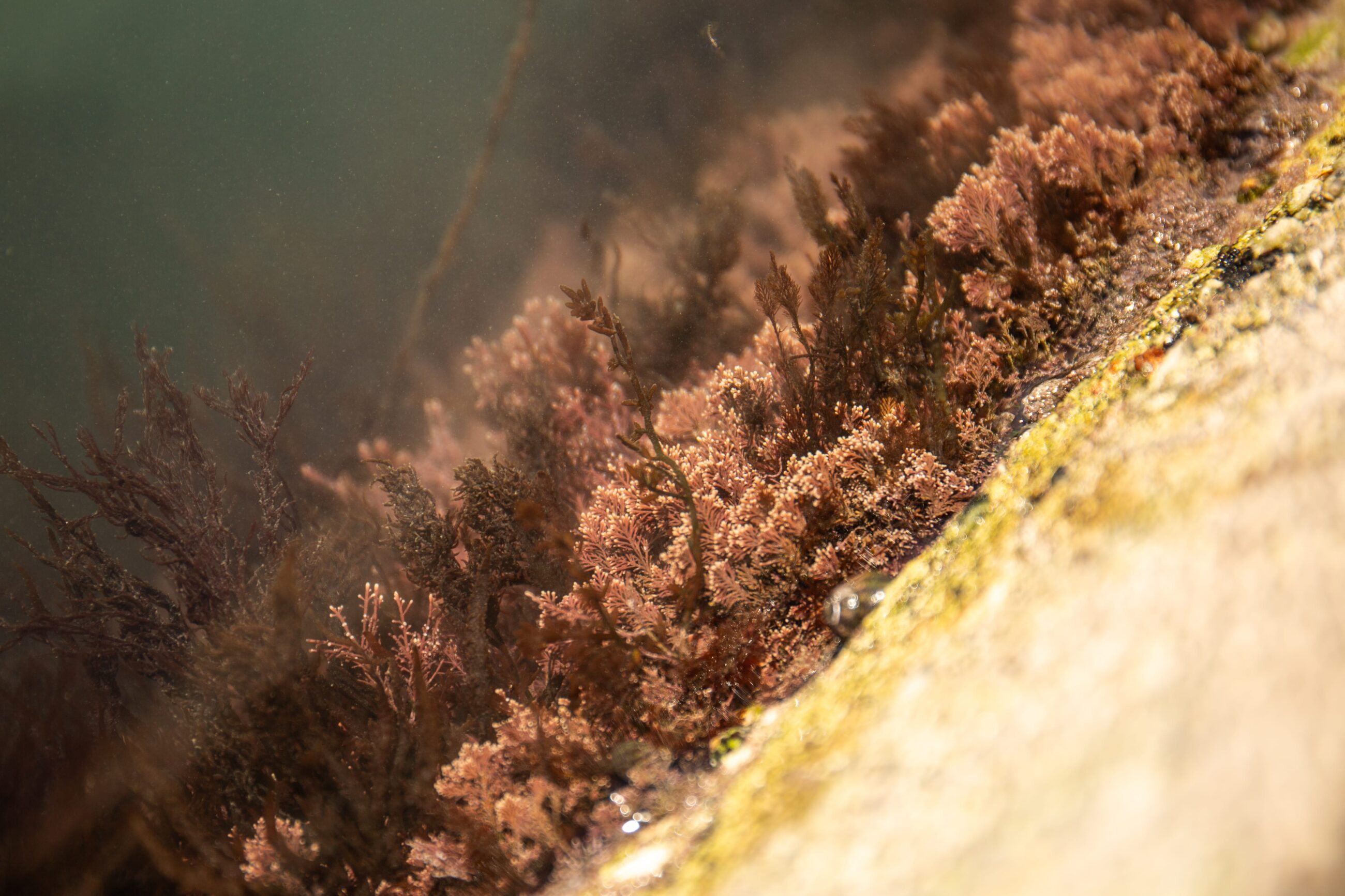 Seaweed 5 E1776329076290