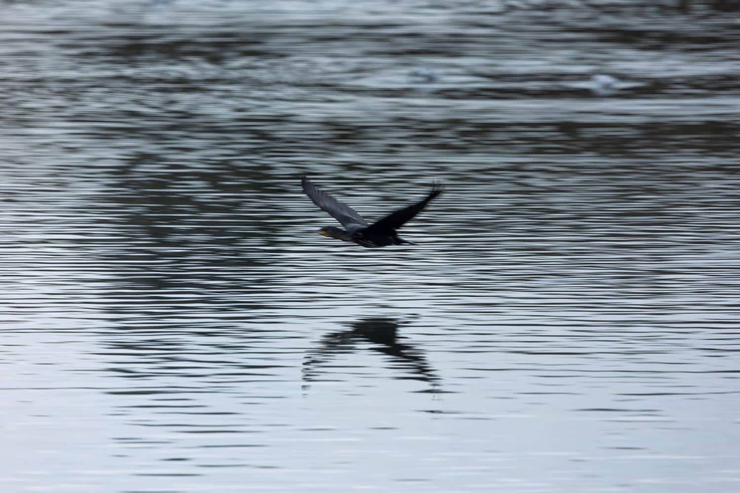 Cormorant flying