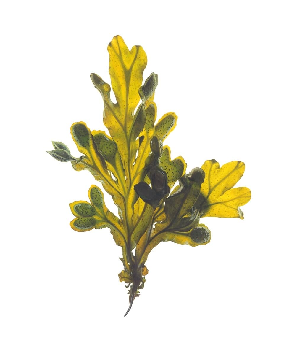 Seaweed Painting