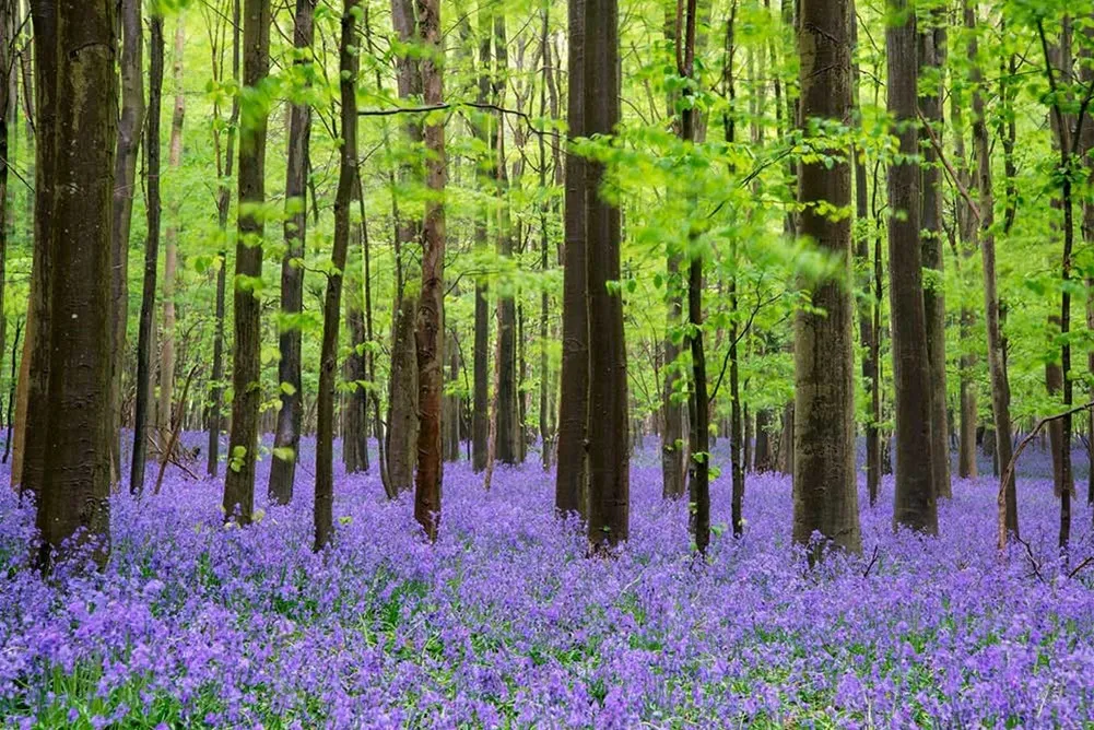 A forest with purple flowers. 