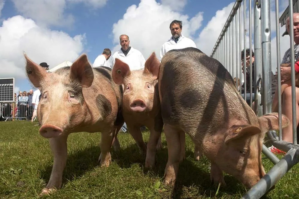 A group of pigs in a field. 