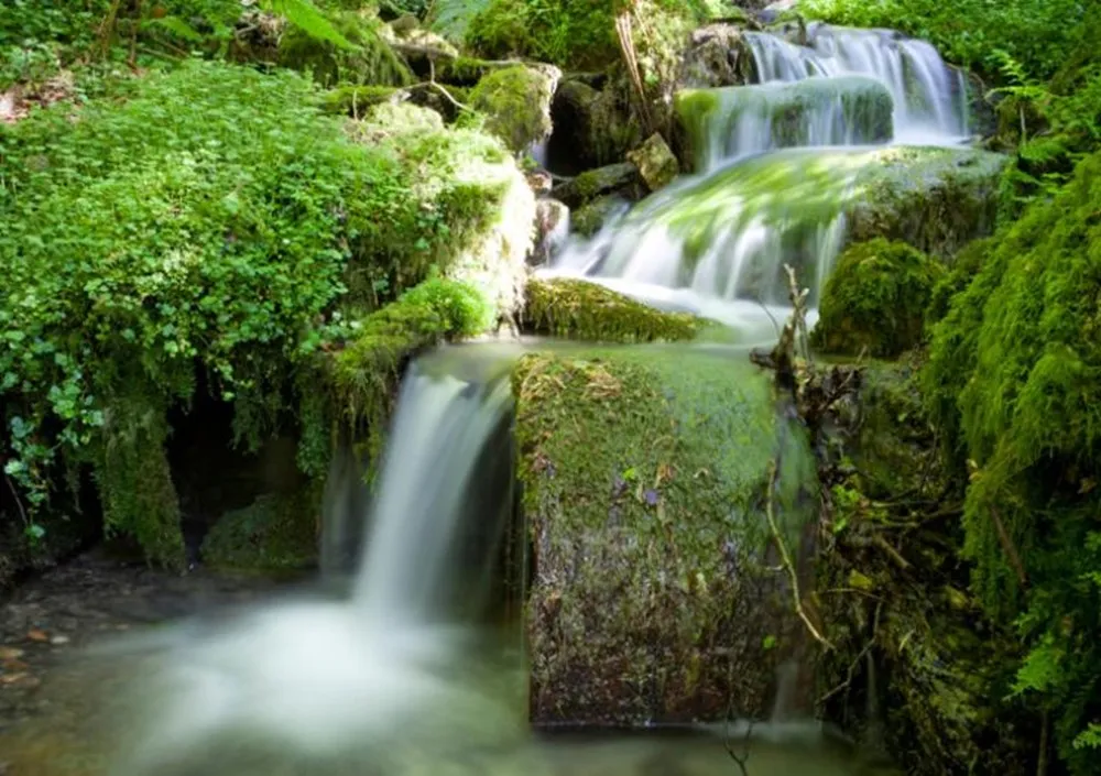 A waterfall in a forest. 