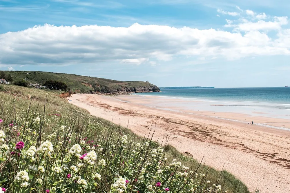 A beach with flowers and dried seaweed.