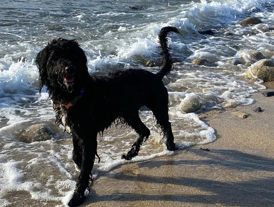 A dog standing on a beach.