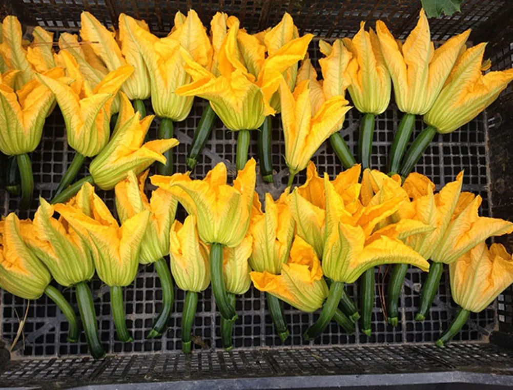 A collection of yellow flowers.