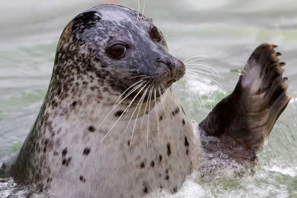 A seal in the water.