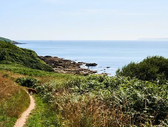 A dog walking on a path by the sea.