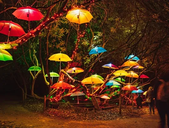 A group of colourful umbrellas hanging from trees.