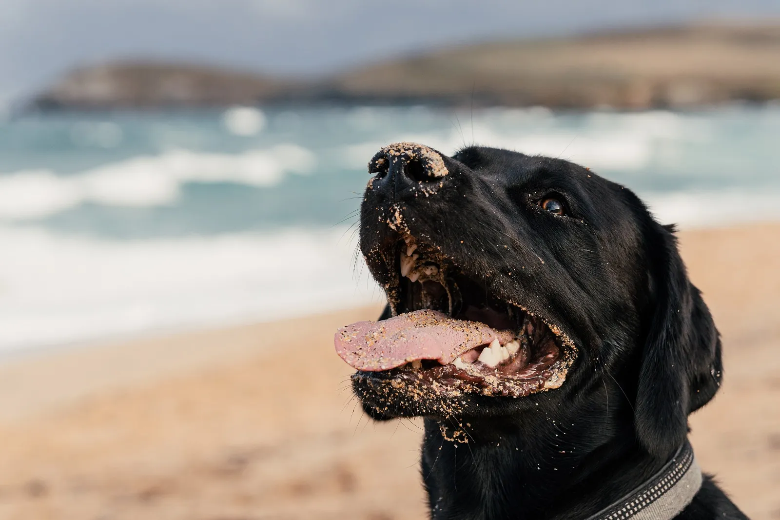 Beach Retreats | The best dog friendly beaches in Cornwall