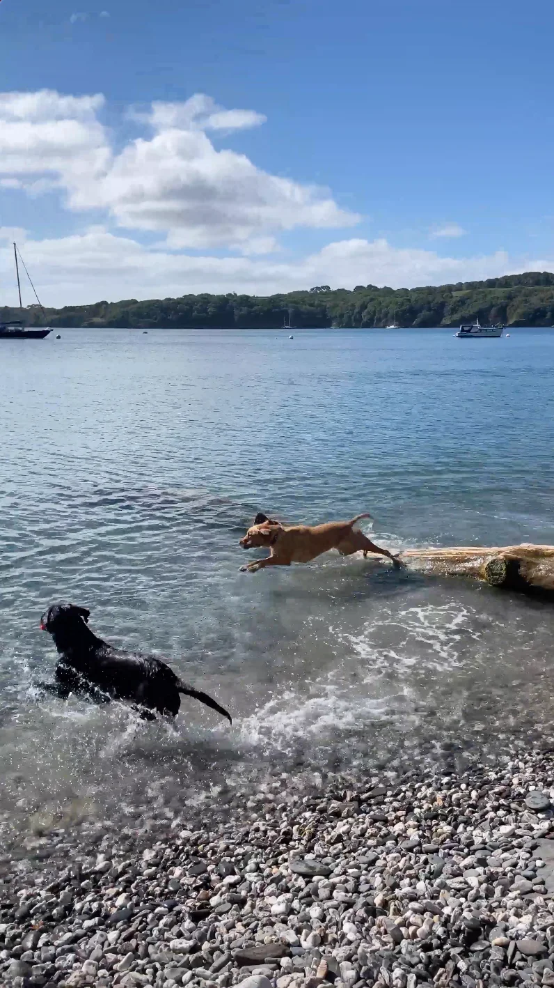 Beach Retreats | A dog's holiday