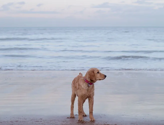 dogs in cornwall 658x500