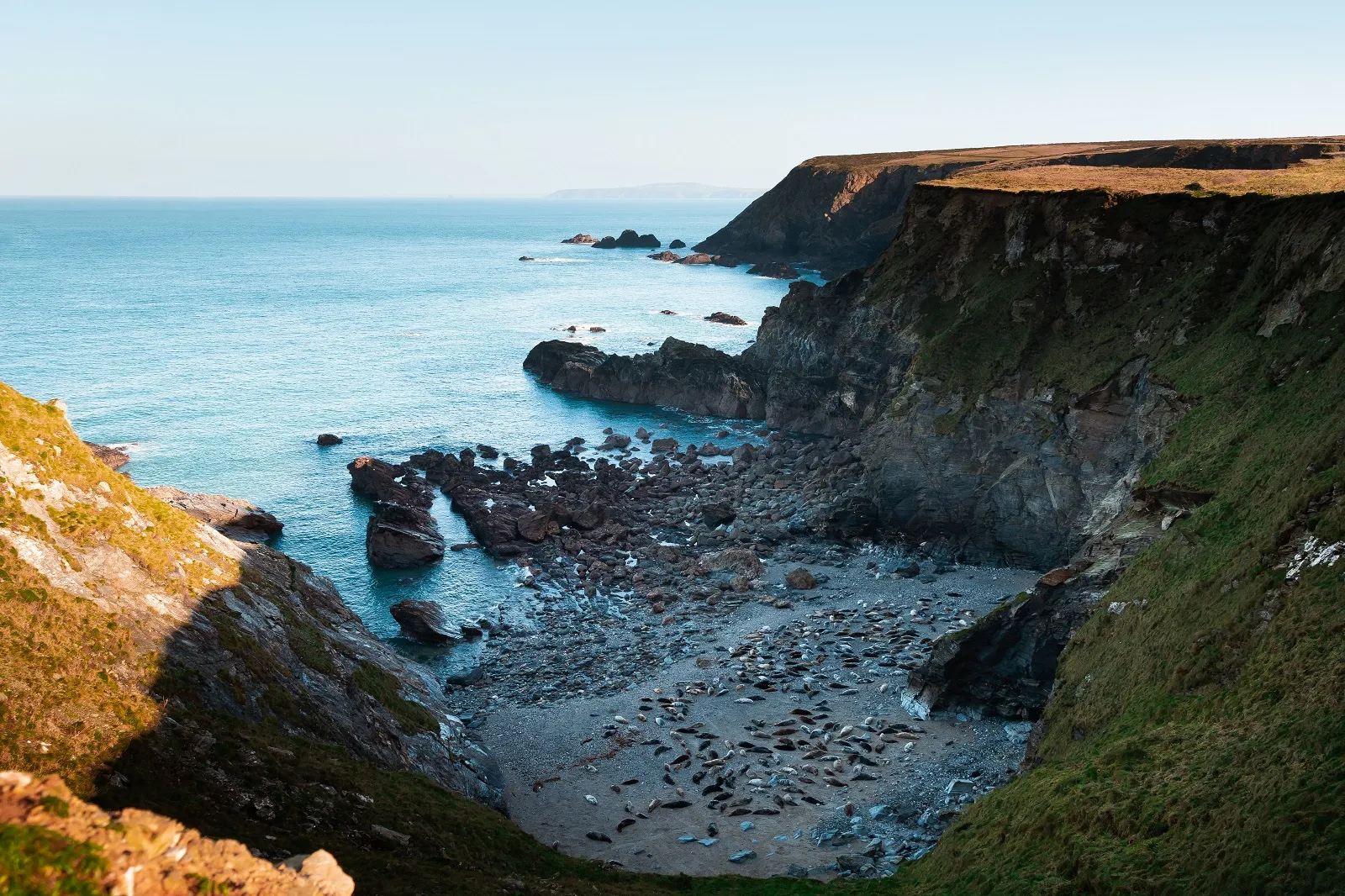 Seals at Mutton Cove, Hayle