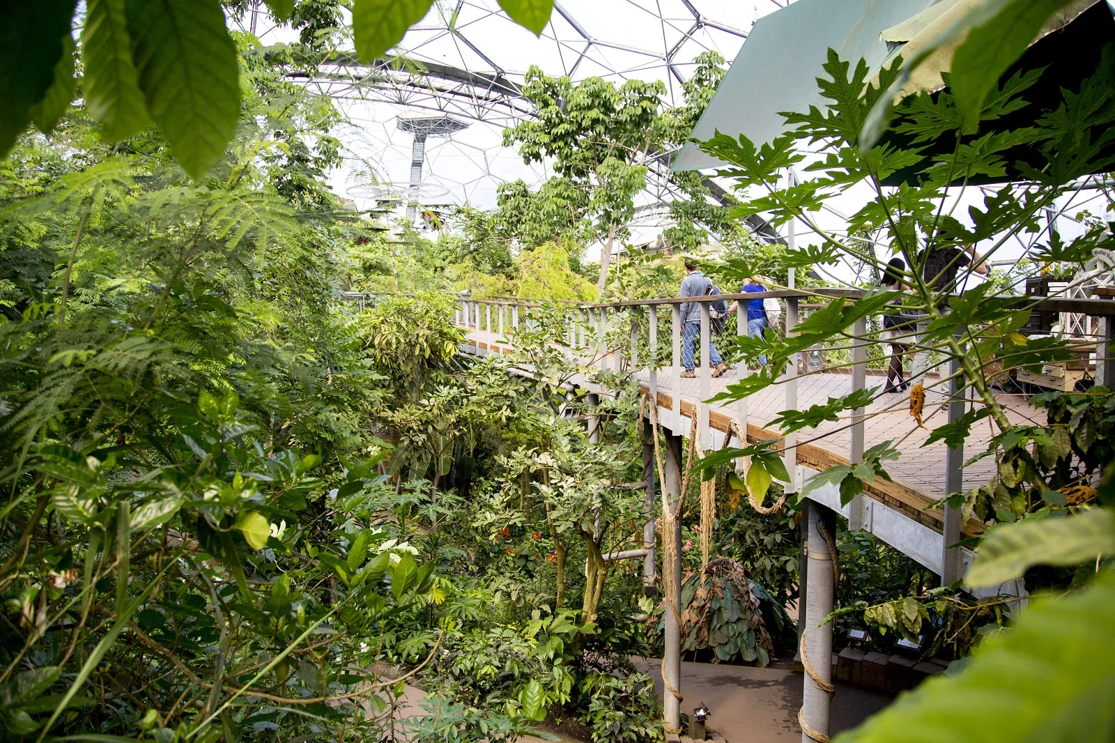 Eden Project credit Matt Jessop