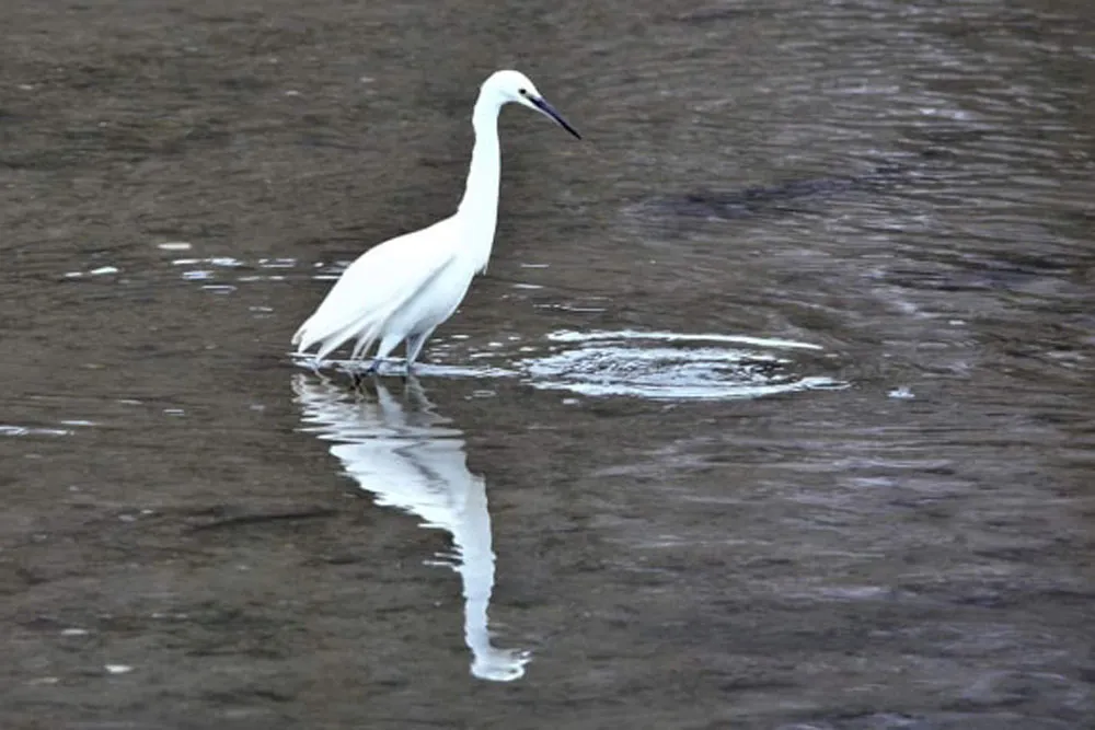 Egret