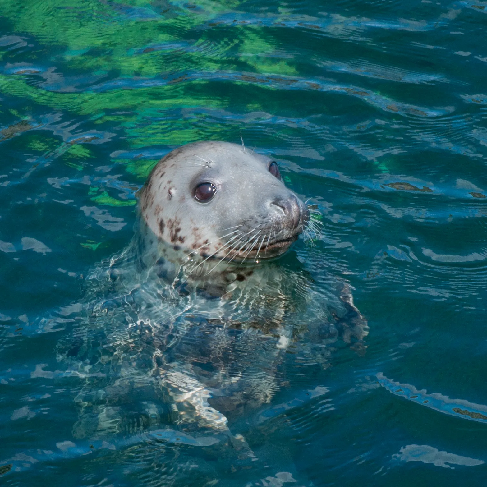 grey seal credit caz waddell