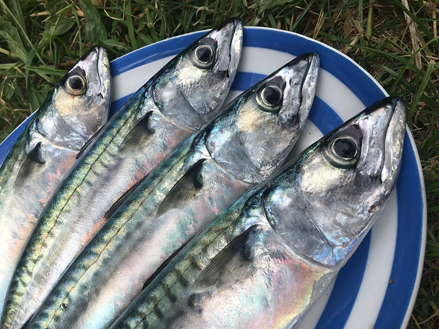 Beach Retreats | Fairer fishing in Cornwall