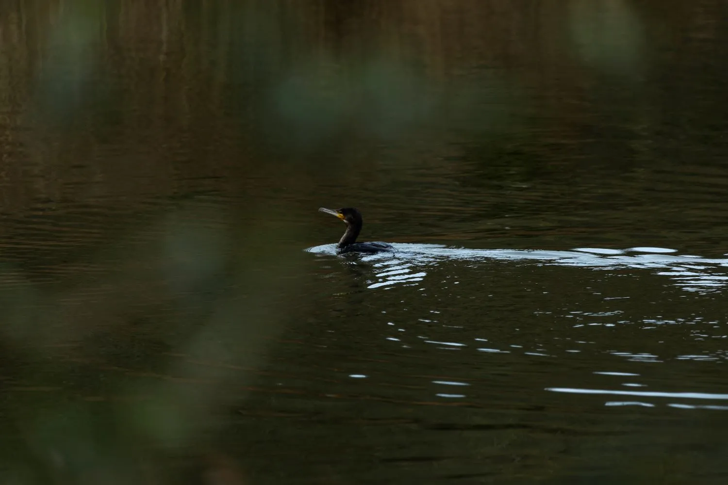 Cormorant bird in the water