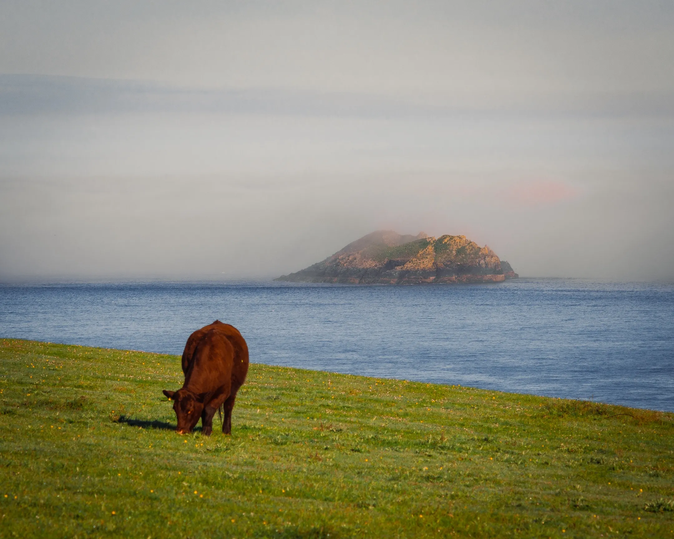 A cow in a field by the sea in Padstow