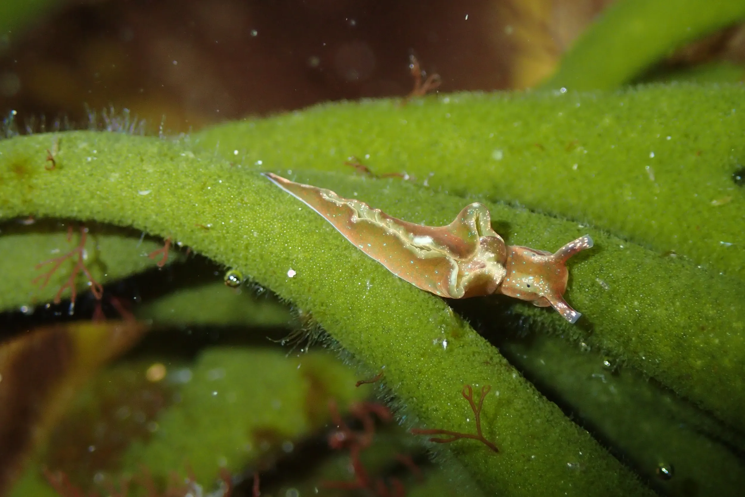 Sea slug in a rockpool