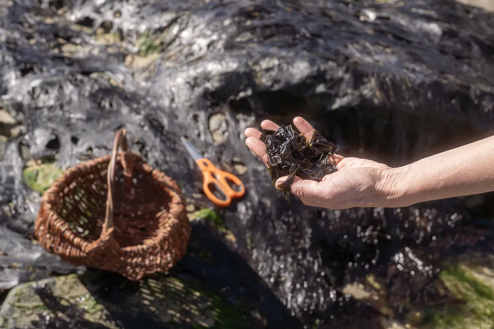 Foraging in Perranuthnoe