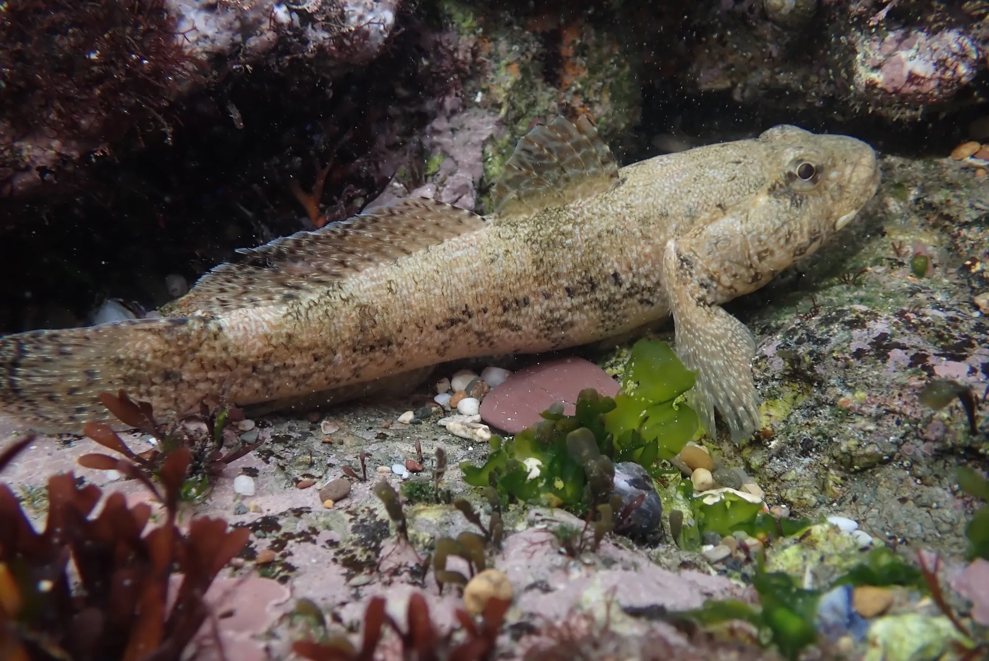 Fish in a rockpool