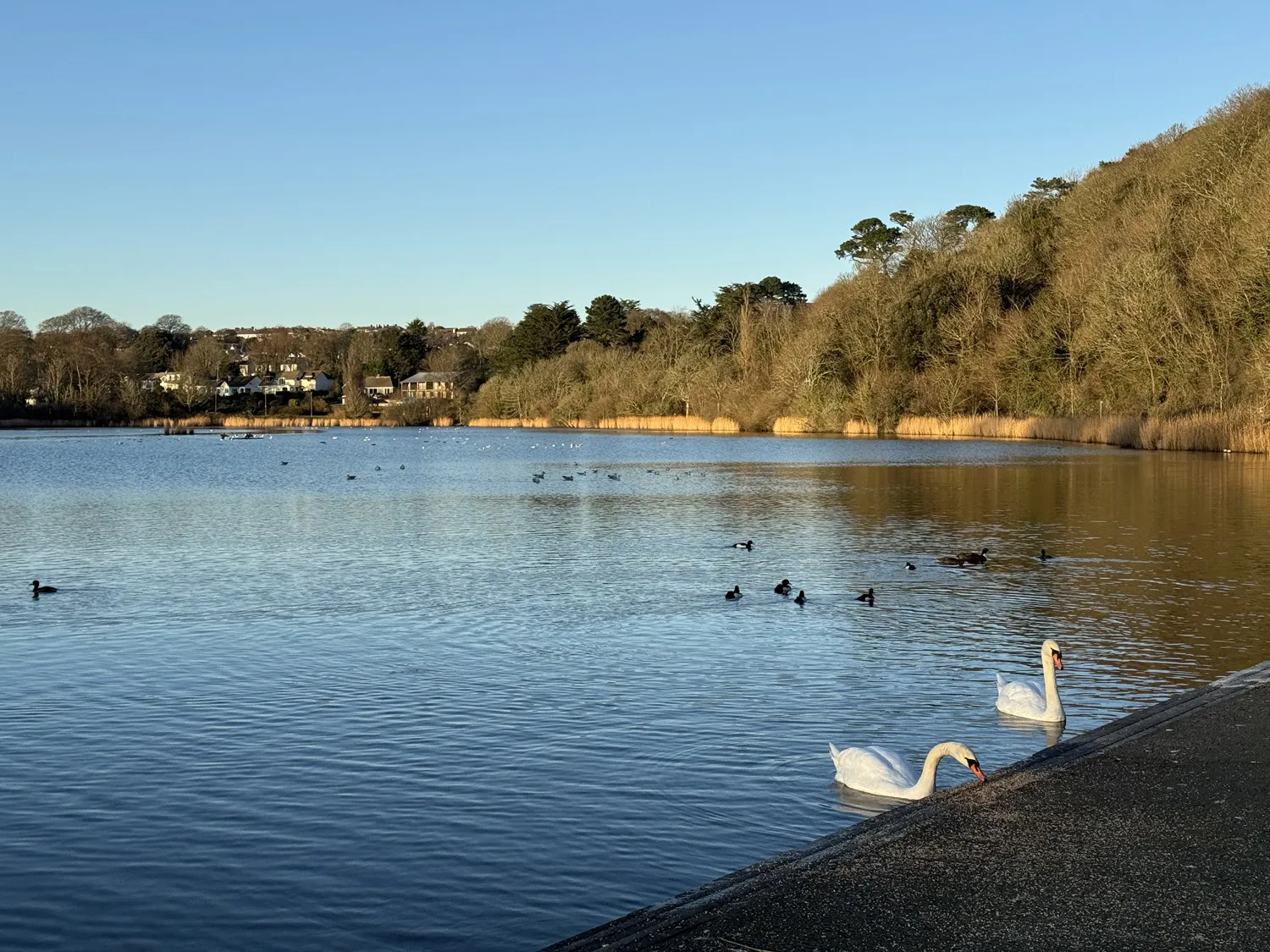 Swanpool lake