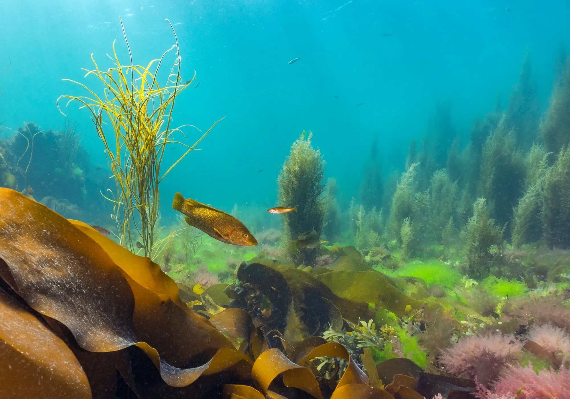 Beach Retreats | Coverack: Above and below the surface