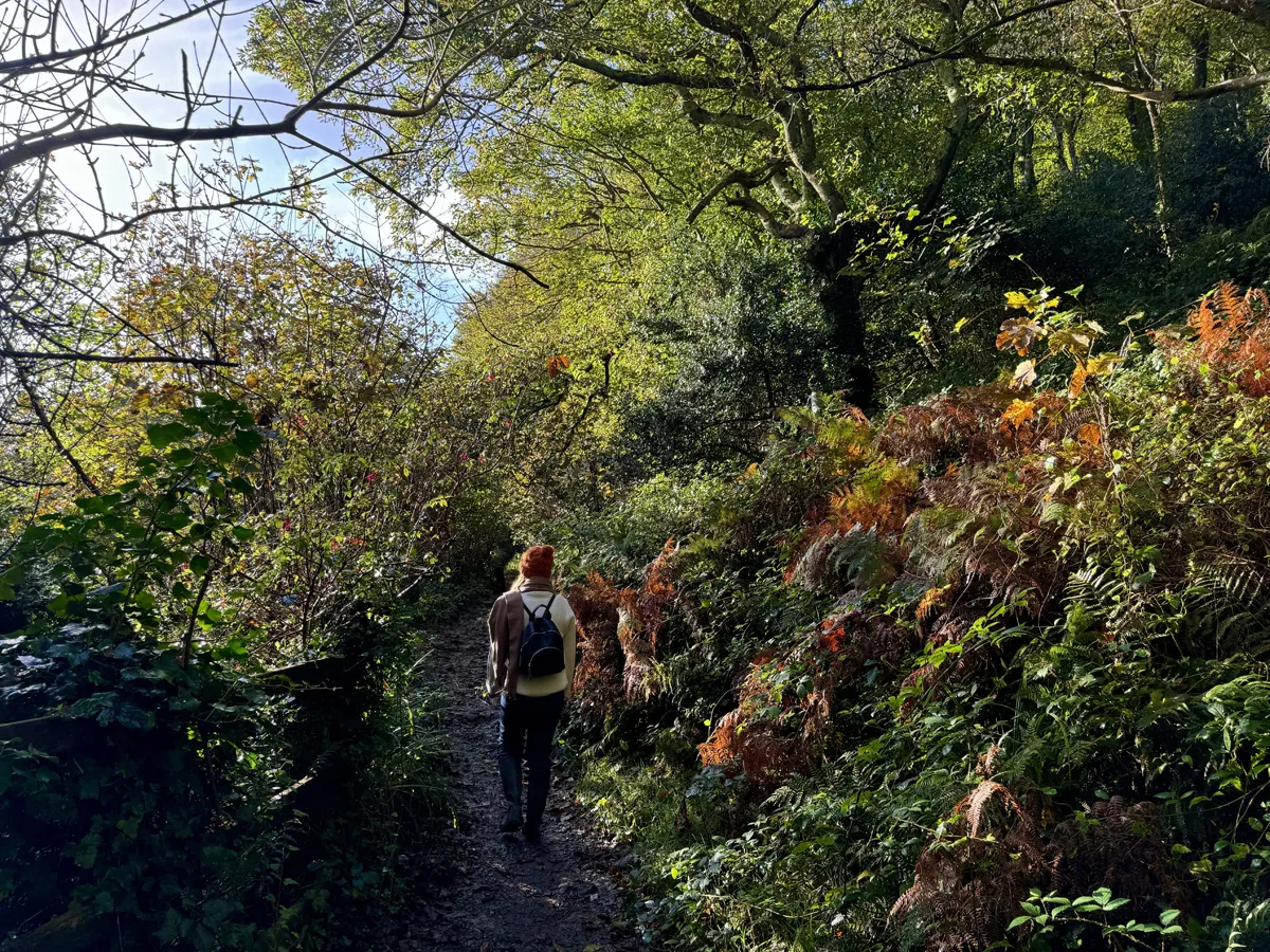 Autumnal woodland