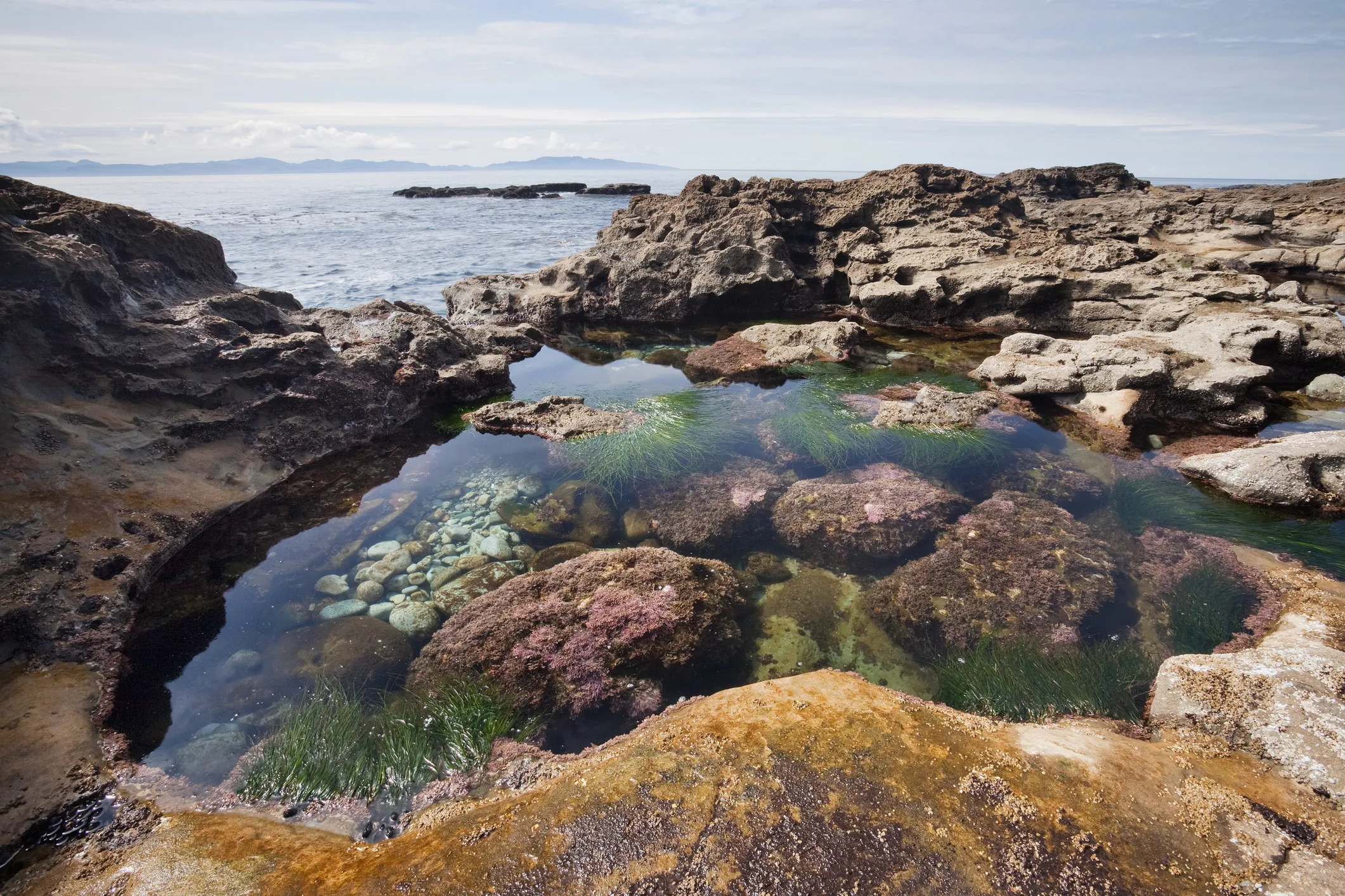 Tidal pool rich with sea life on botanical beach 