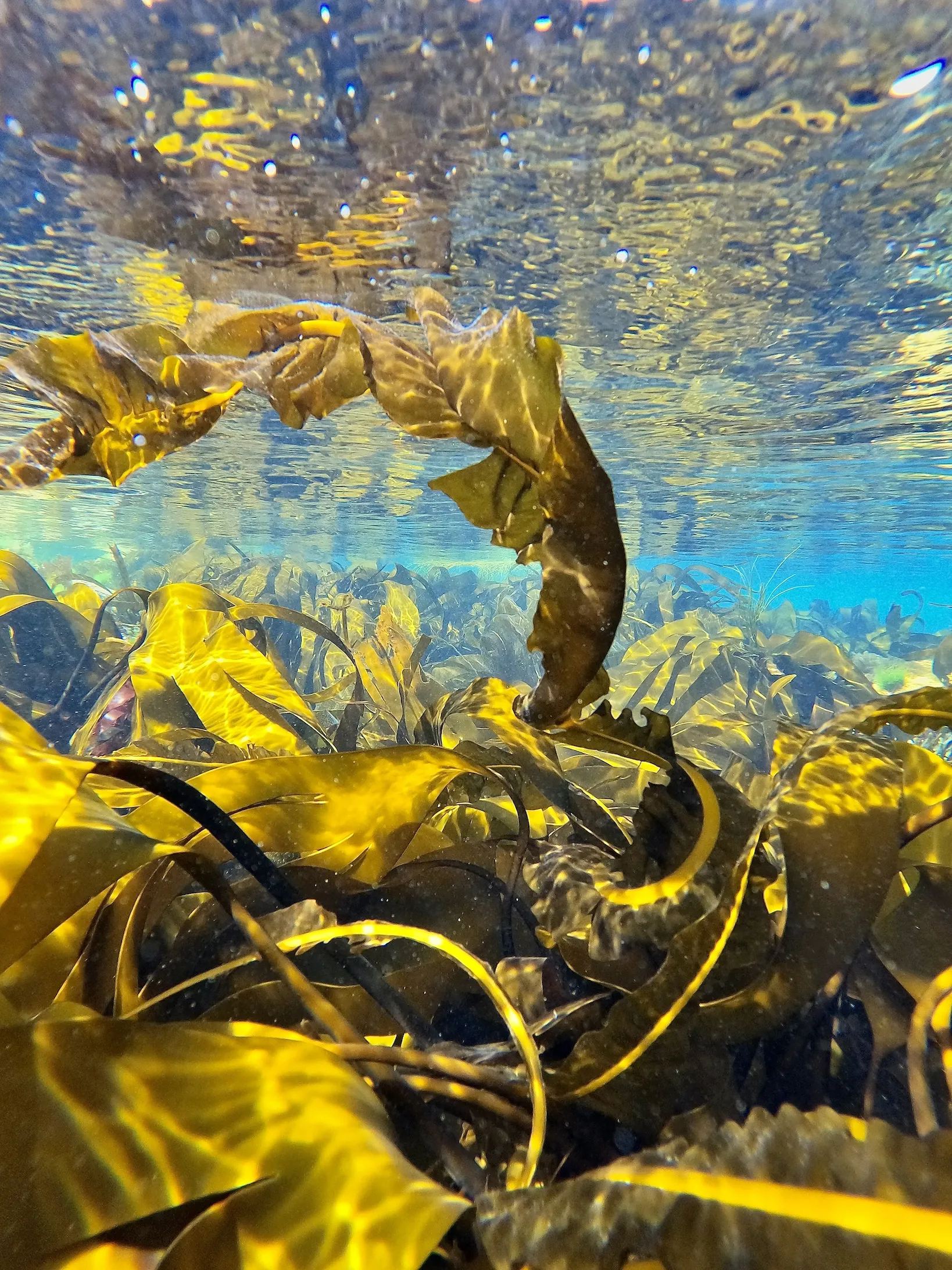 Kelp underwater