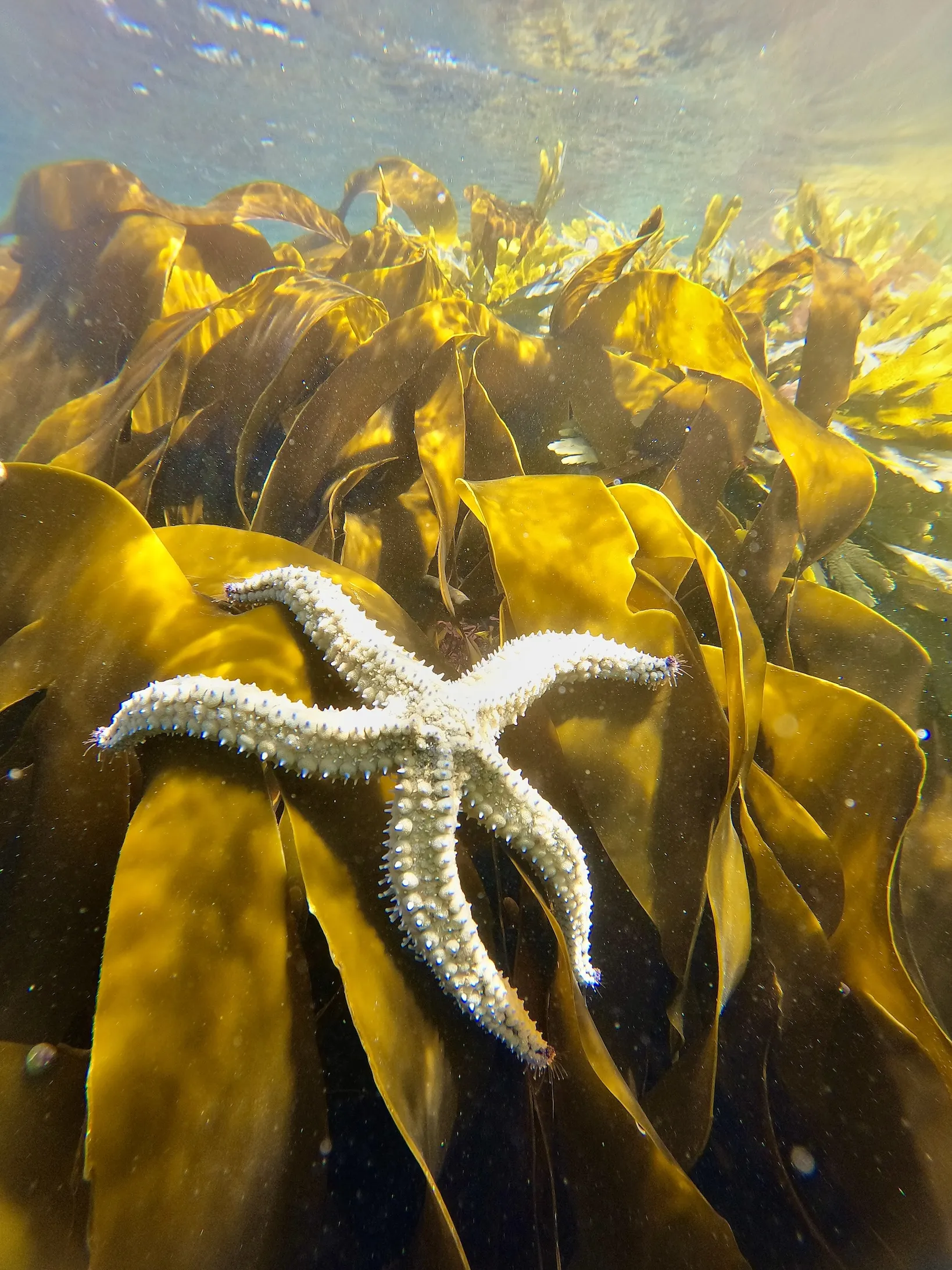 Starfish with kelp